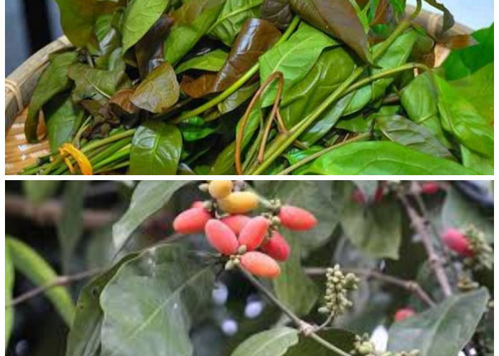 Daun Melinjo: Sayuran Tradisional dengan Segudang Manfaat Kesehatan Ini Penjelasanya