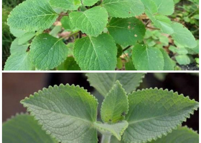 Kaya Kandungan Alami! Ini 7 Khasiat Daun Bangun-Bangun yang Sangat Baik untuk Kesehatan Tubuh