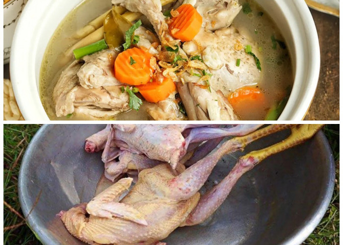 Tak Perlu Takut Alot, Ini Tips Masak Daging Ayam Kampung Agar Empuk