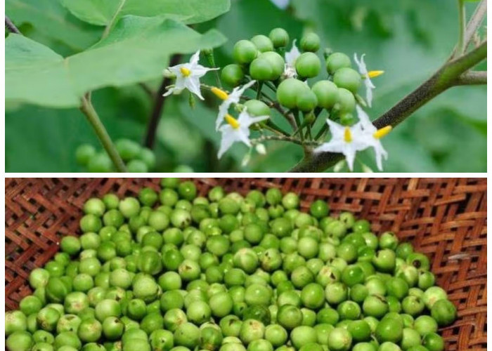  Buah Pokak dan Manfaatnya: 5 Alasan Mengapa Baik untuk Kesehatan Tubuh