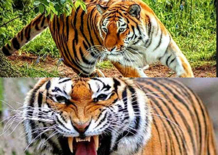 Inyiak Balang: Warisan Penghormatan Harimau dalam Budaya Minang yang Masih Melekat