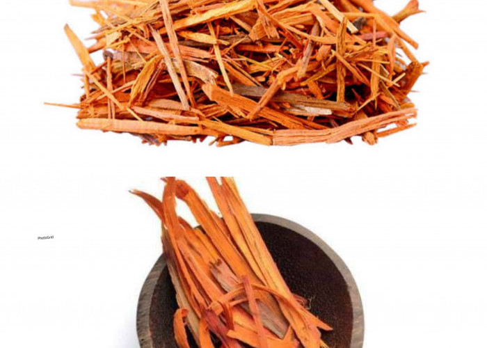 8 Manfaat Kayu Sekacang: Herbal Tradisional dengan Segudang Khasiat untuk Kesehatan Tubuh!