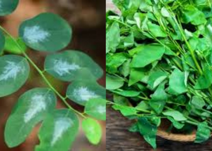Bukan Sayur Biasa! Ini Manfaat Kesehatan Daun Katuk Yang Luar Biasa