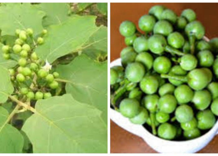 Manfaat Buah Cepokak untuk Kesehatan !