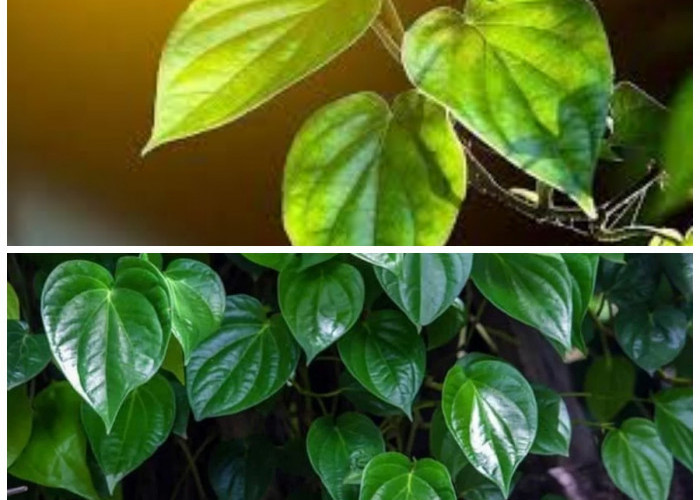 Tak Hanya Obat Tradisional, Ini Deretan Penyakit yang Bisa Diatasi dengan Daun Sirih!