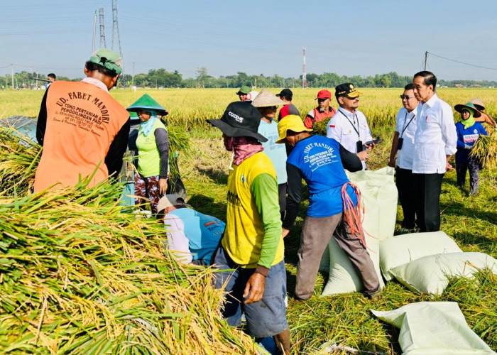 Tinjau Panen Raya di Ngawi, Presiden Jokowi: Produktivitas Tiap Daerah Berbeda