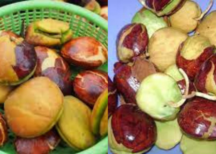 Mari Lihat Disini! 8 Manfaat Jengkol Untuk Kesehatan Tubuh Dan Efek Sampingnya