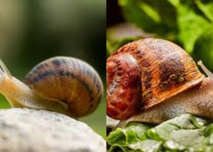 Yuk Intip! Inilah 8 Manfaat Bekicot Untuk Kesehatan Tubuh Yang Luar Biasa