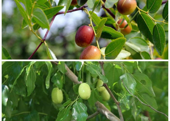  Mengapa Buah Bidara Menjadi Keajaiban Kesehatan yang Perlu Anda Ketahui