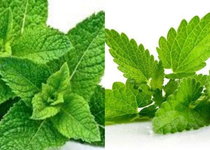 Perlu Kalian Ketahui Inilah Manfaat Daun Mint Untuk Kesehatan!