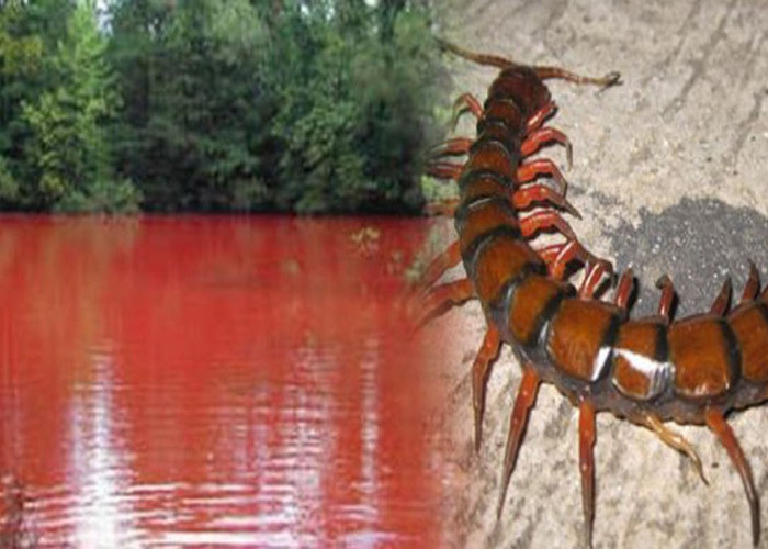 Danau Merah yang Dihuni Hewan Raksasa Antara Sumsel-Bengkulu, Letaknya Ternyata Di Pagar Alam!