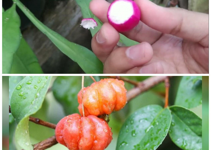 Keistimewaan Buah Wijaya Kusuma dan Segudang Manfaat Kesehatannya