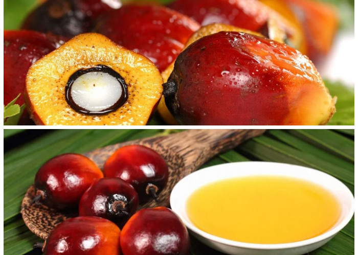 Manfaat Buah Sawit yang Jarang Diketahui: Baik untuk Jantung, Mata, dan Daya Tahan Tubuh