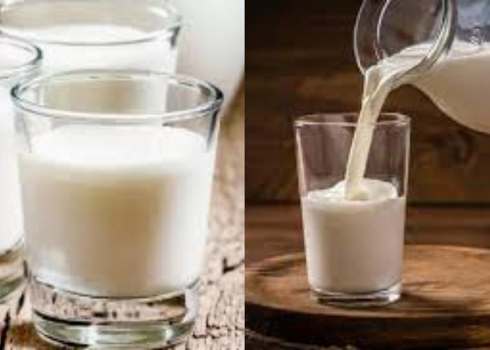 Pernahkah Kamu Mencicipi Susu Unta? Yuk Ketahui Ternyata Ini Manfaatnya Untuk Kesehatan