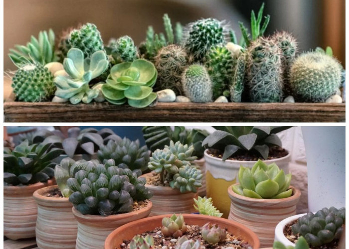 Rumah Makin Estetik! 6 Jenis Sukulen Cantik yang Praktis Dirawat untuk Dekorasi