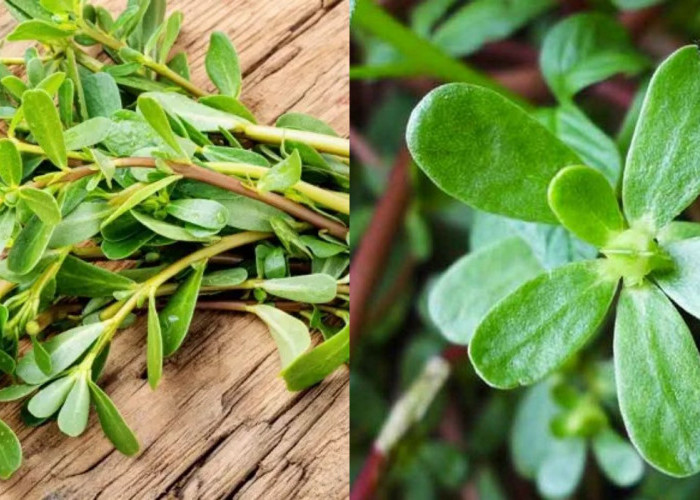 Jarang Diketahui, Ini Manfaat Sayur Krokot bagi Kesehatan