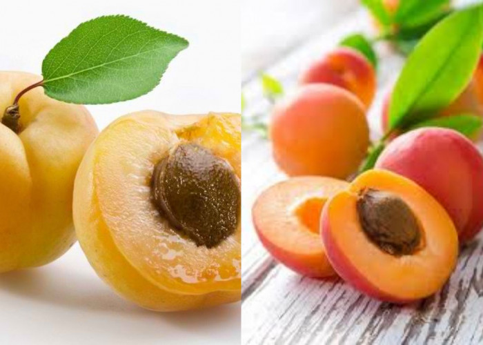 Manfaat Buah Aprikot: Buah Kecil dengan Khasiat Besar yang Tak Diragukan Lagi!
