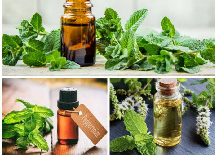 Minyak Peppermint ( Mentha piperita ) sebagai Pengobatan Alternatif, Inilah Manfaat dan Khasiatnya!