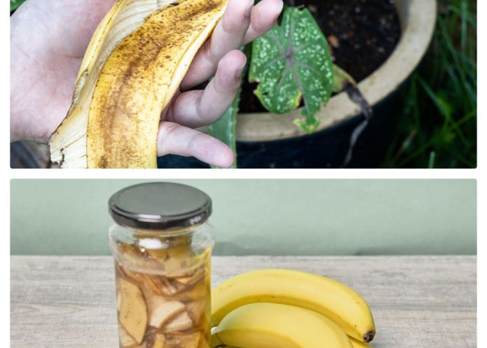 Air Kulit Pisang untuk Tanaman: Manfaat dan Cara Menggunakannya