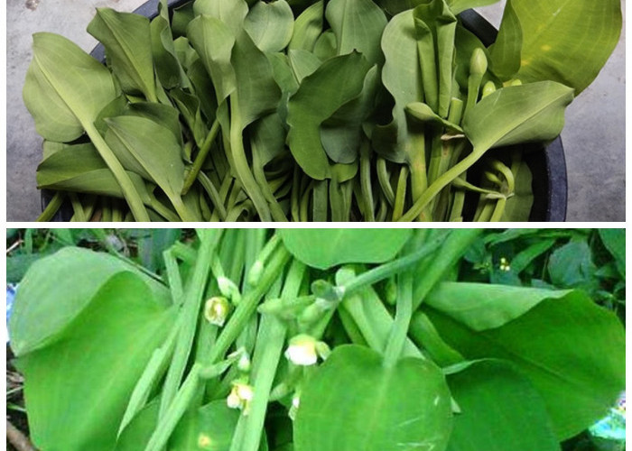 Tak Hanya Lezat, Ini Deretan Manfaat Daun Genjer yang Ampuh Lawan Anemia!