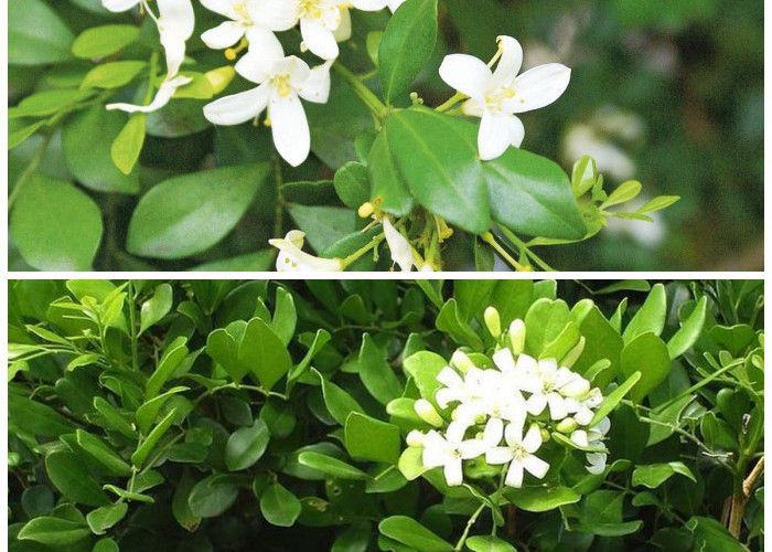 Manfaat Daun Kemuning untuk Kesehatan: Solusi Alami Atasi Rematik