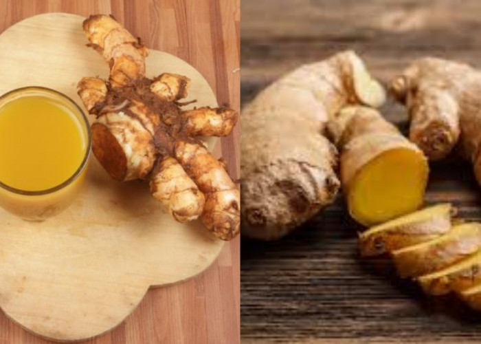 Inilah Manfaat Dari Temulawak untuk Atasi Penyakit Lambung!