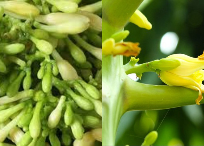 Bunga Pepaya, Si Pahit yang Kaya Manfaat untuk Daya Tahan Tubuh dan Tulang!