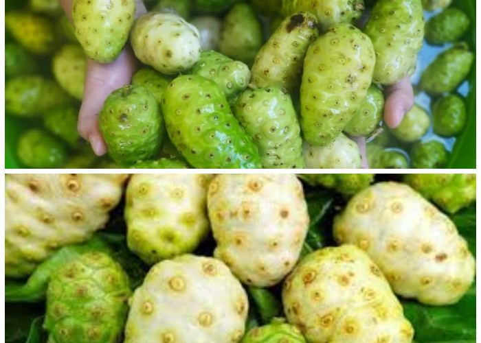 Rahasia Sehat Alami: Manfaat Mengkudu Rebus untuk Kebugaran Tubuh