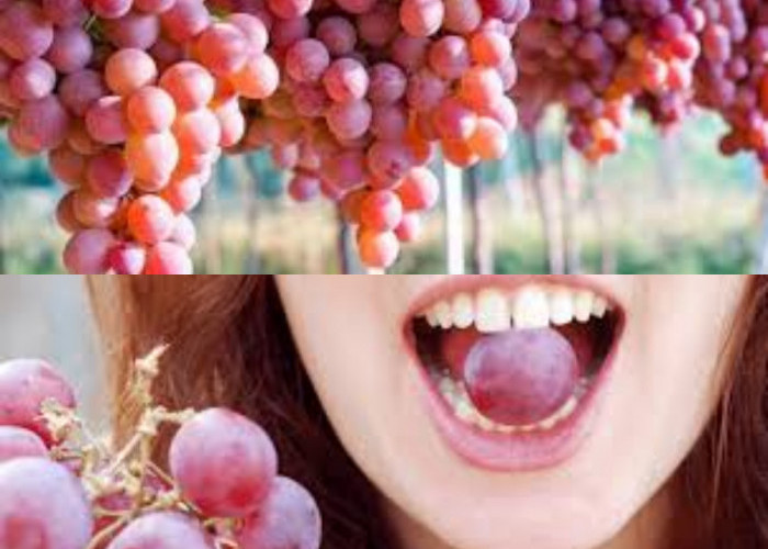  Anggur Merah, Ketahui Manfaat dan Cara Tepat Mengonsumsinya!