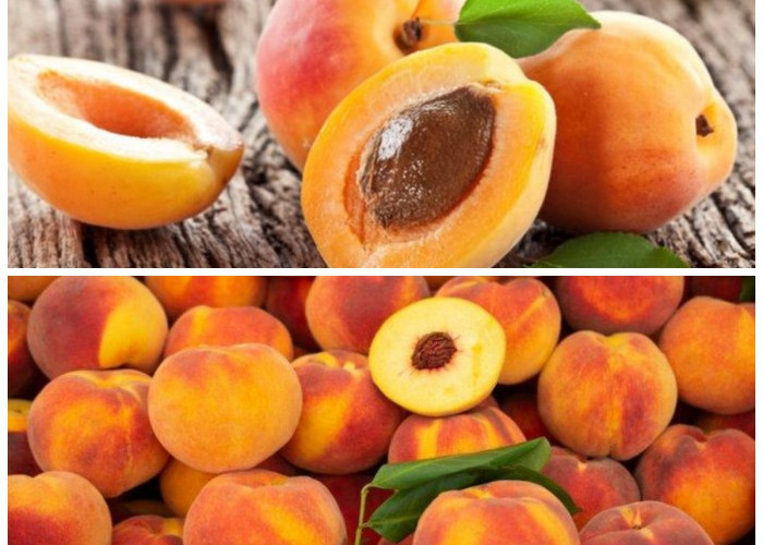 Tak Banyak yang Tahu! Ini Deretan Khasiat Buah Aprikot untuk Menunjang Kesehatan