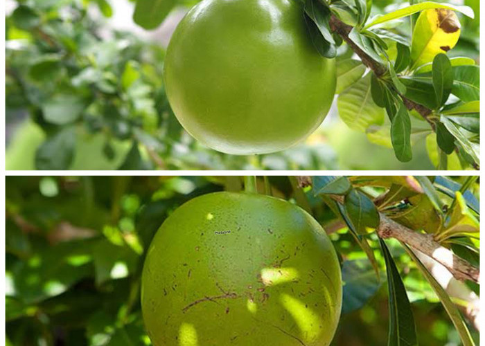 Buah Berenuk, Si Unik yang Jarang Dilirik tapi Kaya Manfaat untuk Kesehatan!