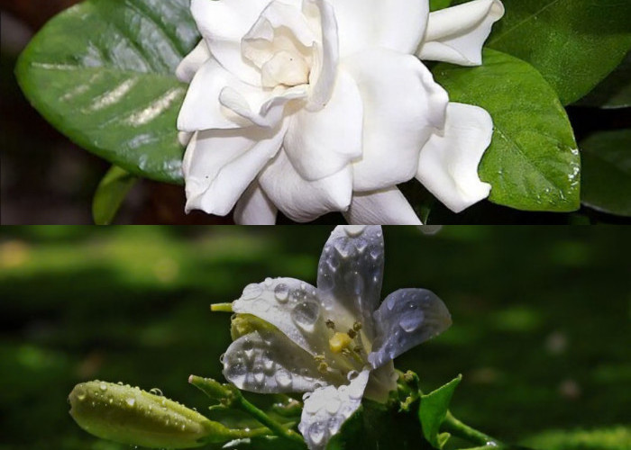  5 Tanaman Hias Berbunga dengan Aroma Semerbak, Cocok Percantik Teras Rumah