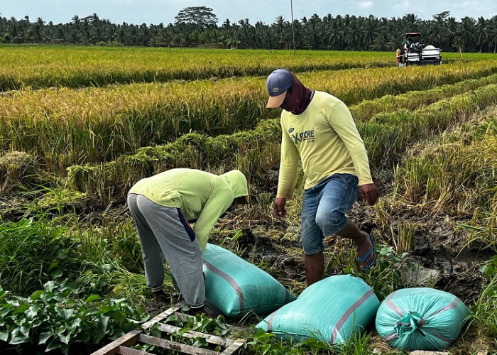 Bulog Antisipasi Lonjakan Panen Lalan, Gudang Tambahan Mulai Disurvei