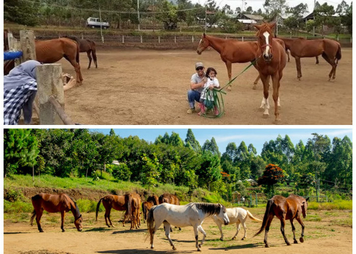 Wisata Peternakan Kuda Megastar di Batu Malang, Wisata dengan Suasana Alam yang Mengasyikkan