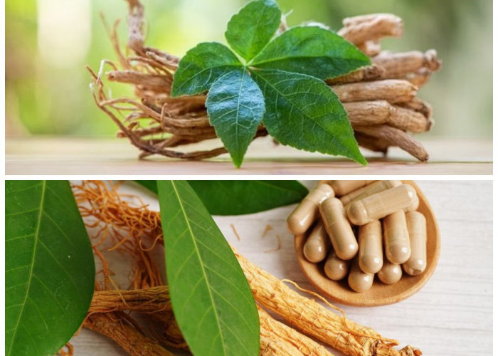 6 Manfaat Daun Ginseng untuk Kesehatan, Ampuh Bantu Lawan Berbagai Penyakit