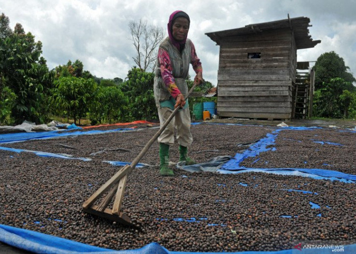 Petani Kopi Simpan Hasil Panen, Akibat Lahan Jemur Terbatas