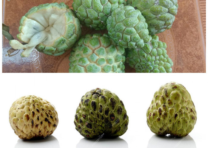 10 Khasiat Buah Srikaya yang Sayang Dilewatkan, dari Jaga Imun hingga Turunkan Gula Darah