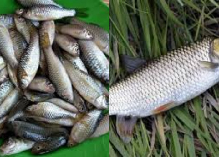 Yuk Mengenal Ikan Wader, Si Ikan Lokal Penuh Manfaat Berikut Penjelasanya!