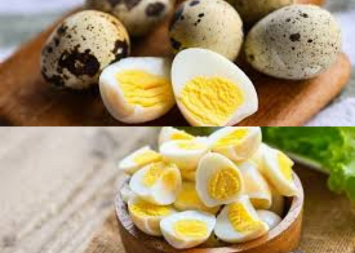  Inilah Sumber Protein yang Banyak Manfaatnya, Telur Puyuh yang Jarang Diketahui!