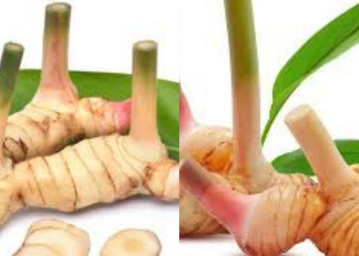 Teryata Ini 8 Manfaat Lengkuas Untuk Kesehatan Selain Untuk Bumbu Masakan!