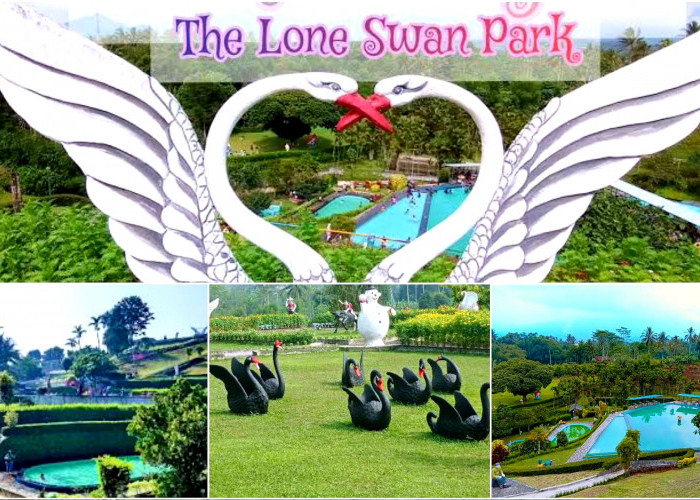 Liburan Keluarga di Lone Swan Park. Taman Angsa Taman Rekreasi Keluarga dengan Banyak Daya Tarik