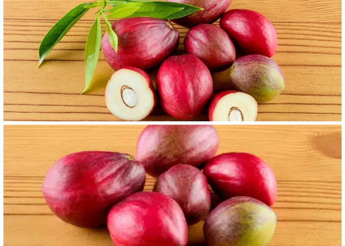 Manfaat Buah Mahkota Dewa bagi Kesehatan Tubuh: Rahasia Herbal Alami Penangkal Penyakit dan Penjaga Imunitas!