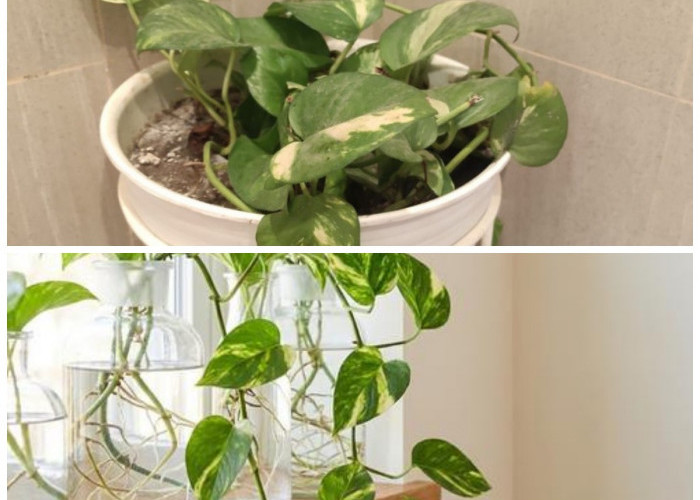 Interior Lebih Segar dan Estetik: 5 Jenis Sirih Gading Favorit untuk Percantik Rumah 2026