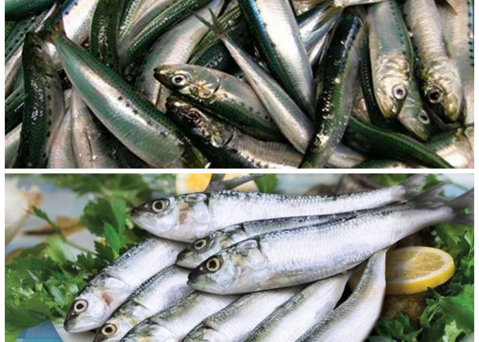 Manfaat Tersembunyi Ikan Sarden: 8 Alasan Mengapa Makanan Ini Baik untuk Tubuh