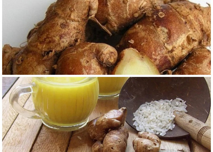 Rahasia Sehat Alami: 8 Khasiat Kencur dan Cara Tepat Mengonsumsinya