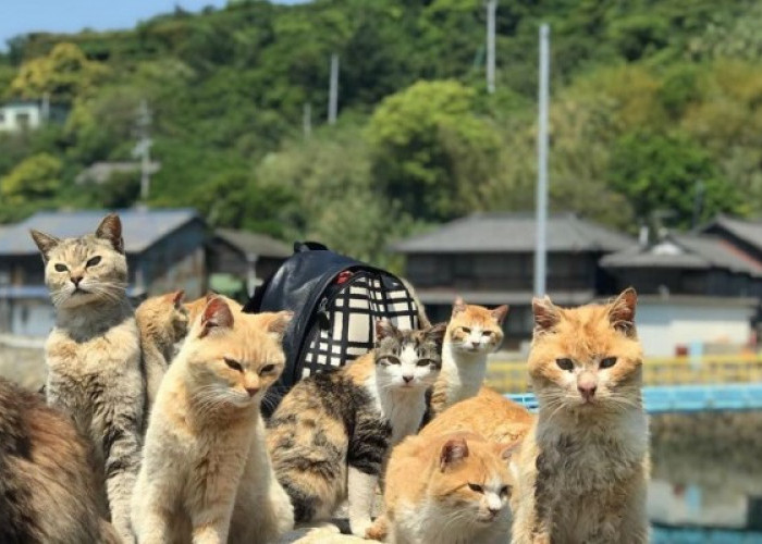 Pulau Kucing Aoshima Jepang, Lebih Banyak Dihuni Kucing daripada Manusia