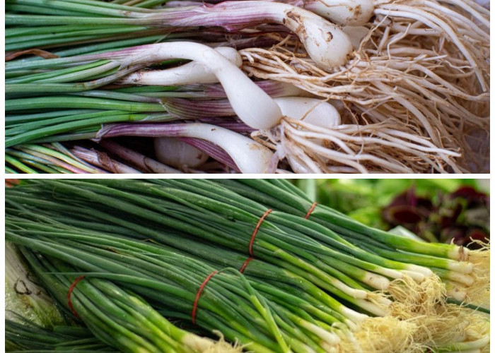 Bawang Batak: Herbal Asli Sumatera Utara dengan Segudang Manfaat Kesehatan