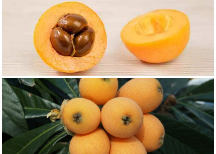 Manfaat Buah Loquat untuk Tubuh Sehat: Dari Vitamin hingga Perlindungan Jantung