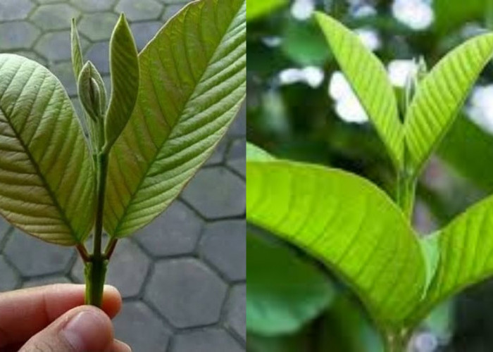 Penting! Inilah Sebuah Manfaat Daun Jambu Biji untuk Kesehatan