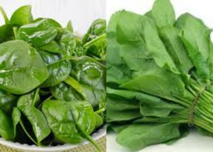 Bayam untuk Ibu Hamil: Nutrisi Penting Yang Tak Boleh Dilewatkan